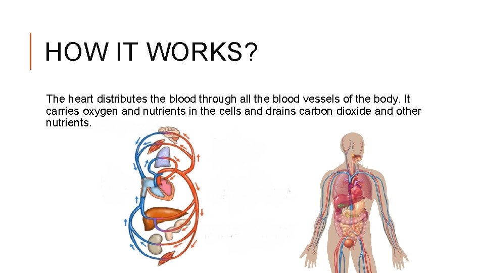 HOW IT WORKS? The heart distributes the blood through all the blood vessels of