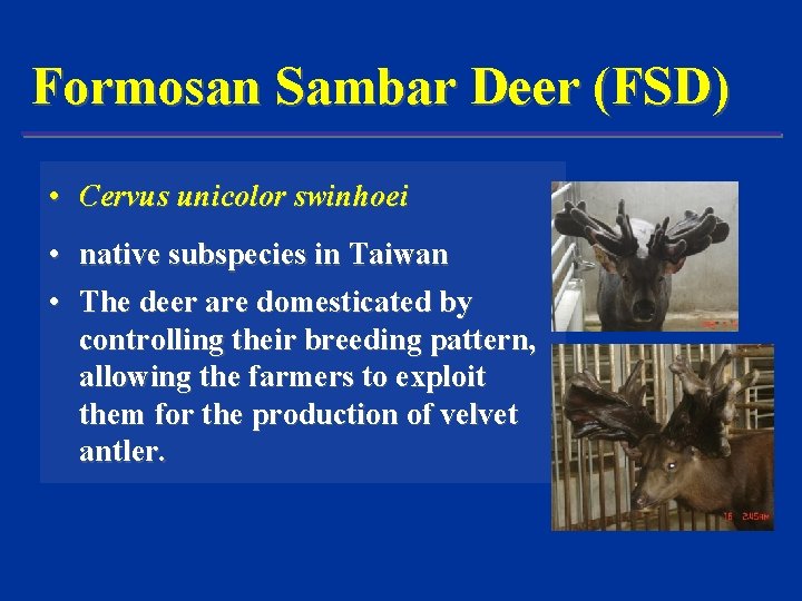 Formosan Sambar Deer (FSD) • Cervus unicolor swinhoei • native subspecies in Taiwan •