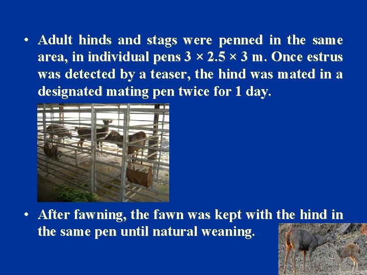  • Adult hinds and stags were penned in the same area, in individual