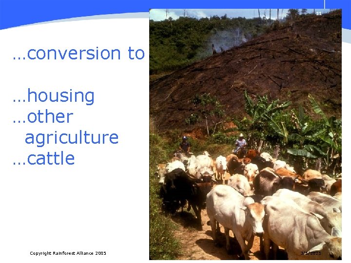 11 …conversion to …housing …other agriculture …cattle Copyright Rainforest Alliance 2005 3/1/2021 
