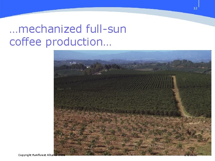12 …mechanized full-sun coffee production… Copyright Rainforest Alliance 2005 3/1/2021 