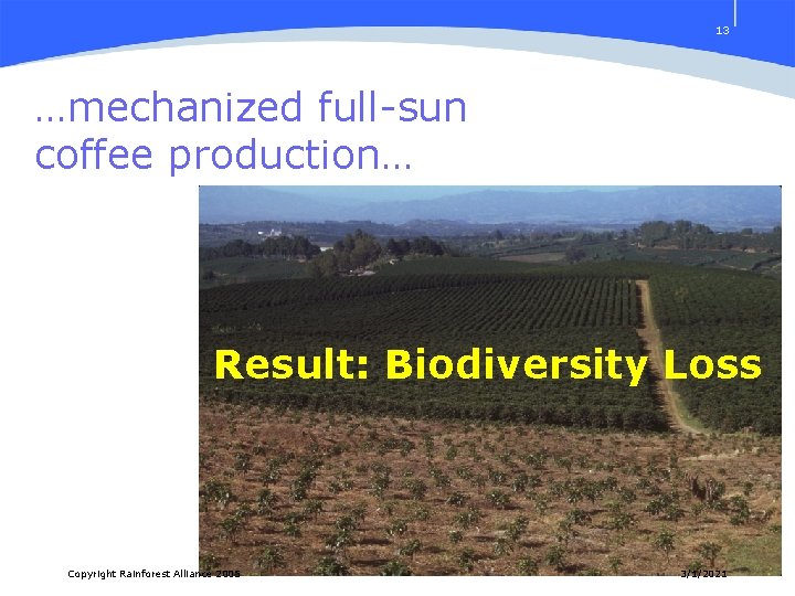 13 …mechanized full-sun coffee production… Result: Biodiversity Loss Copyright Rainforest Alliance 2005 3/1/2021 
