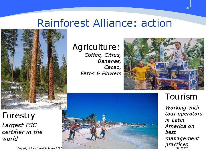 20 Rainforest Alliance: action Agriculture: Coffee, Citrus, Bananas, Cacao, Ferns & Flowers Tourism Forestry