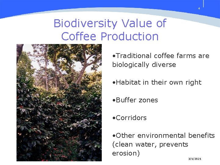 4 Biodiversity Value of Coffee Production • Traditional coffee farms are biologically diverse •