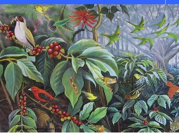 5 Copyright Rainforest Alliance 2005 3/1/2021 
