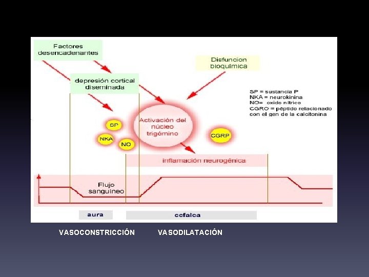 VASOCONSTRICCIÓN VASODILATACIÓN 