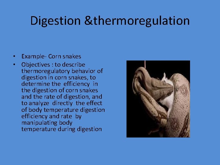 Digestion &thermoregulation • Example- Corn snakes • Objectives : to describe thermoregulatory behavior of