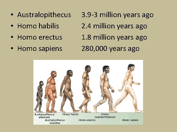  • • Australopithecus Homo habilis Homo erectus Homo sapiens 3. 9 -3 million