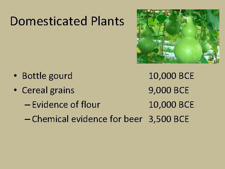 Domesticated Plants • Bottle gourd • Cereal grains – Evidence of flour – Chemical