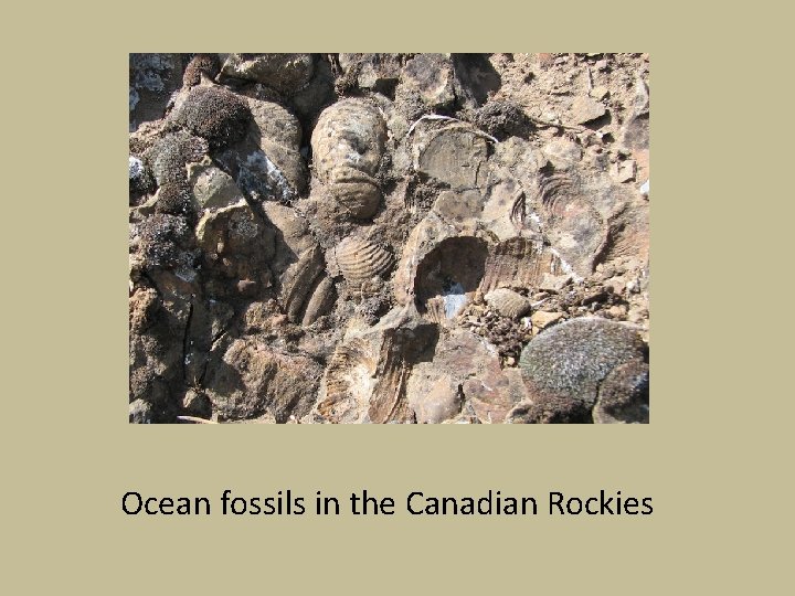 Ocean fossils in the Canadian Rockies 