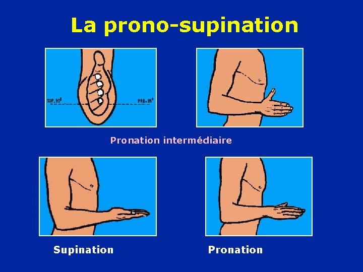 La prono-supination Pronation intermédiaire Supination Pronation 