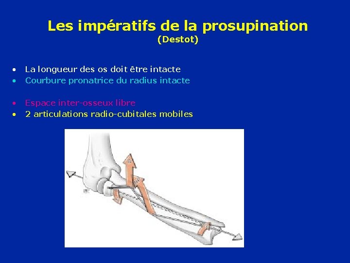Les impératifs de la prosupination (Destot) • • La longueur des os doit être