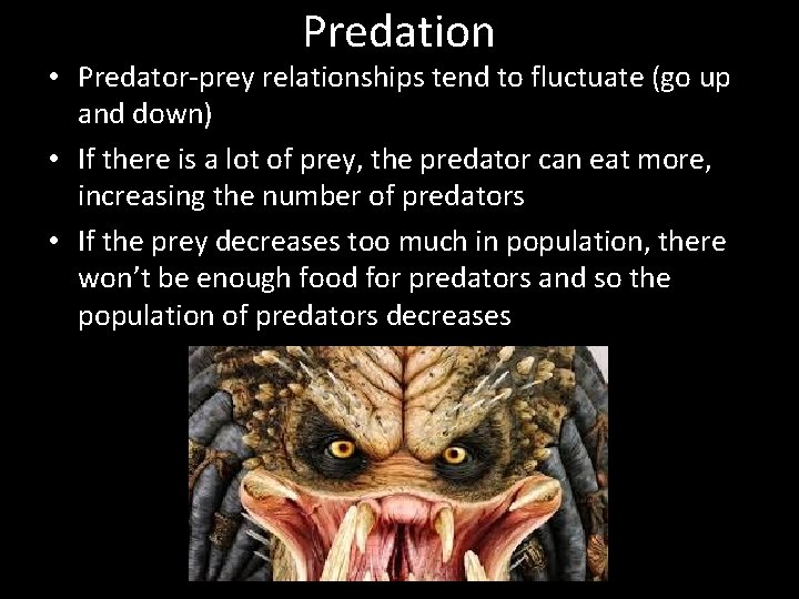 Predation • Predator-prey relationships tend to fluctuate (go up and down) • If there