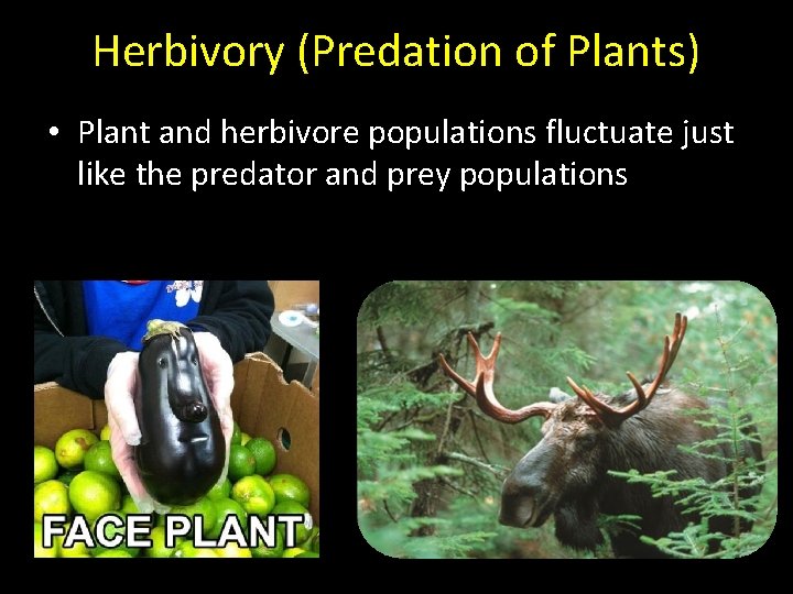 Herbivory (Predation of Plants) • Plant and herbivore populations fluctuate just like the predator