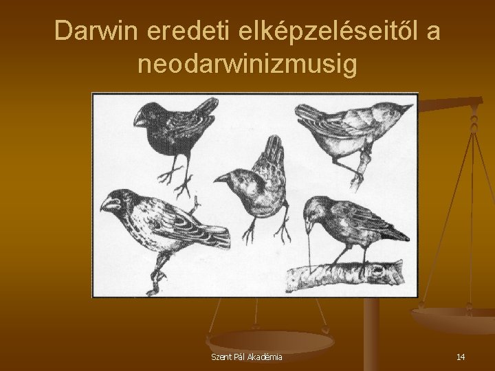 Darwin eredeti elképzeléseitől a neodarwinizmusig Szent Pál Akadémia 14 