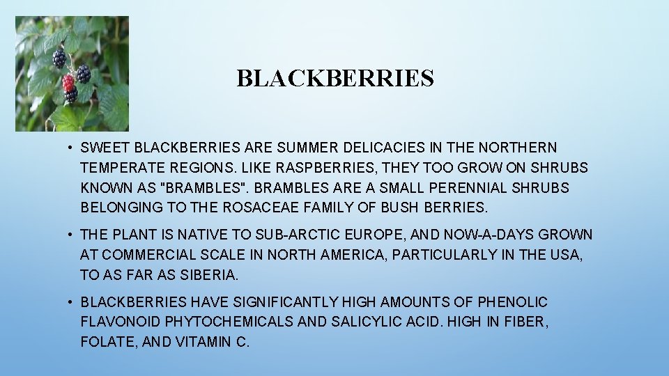 BLACKBERRIES • SWEET BLACKBERRIES ARE SUMMER DELICACIES IN THE NORTHERN TEMPERATE REGIONS. LIKE RASPBERRIES,