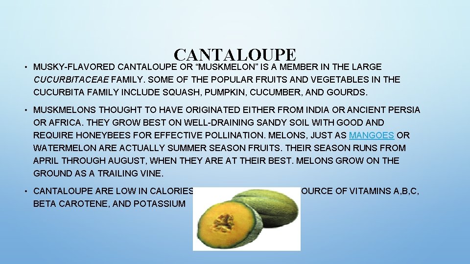 CANTALOUPE • MUSKY-FLAVORED CANTALOUPE OR “MUSKMELON” IS A MEMBER IN THE LARGE CUCURBITACEAE FAMILY.