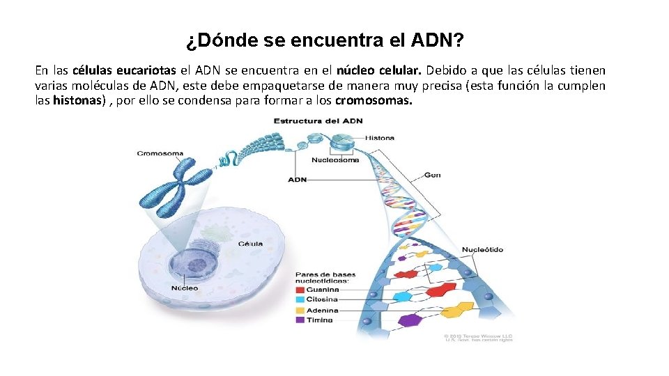 Clase Virtual 3 er ao Biologa 118 Prof