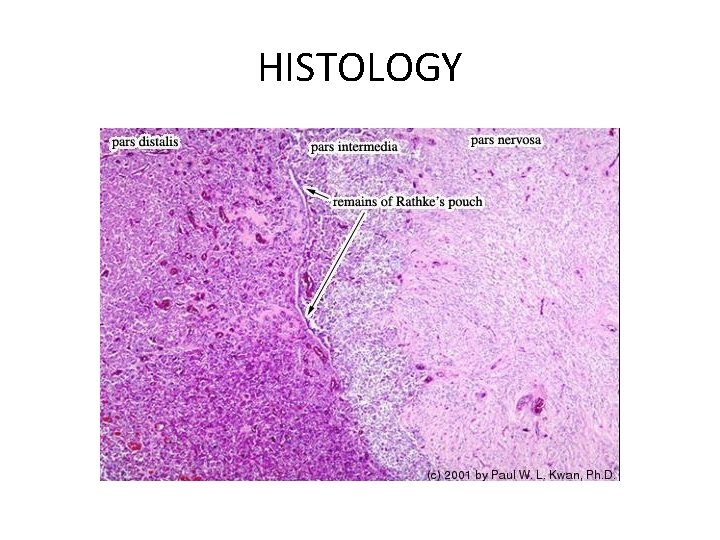 HISTOLOGY 