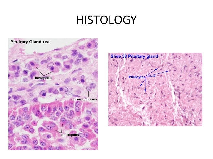 HISTOLOGY 