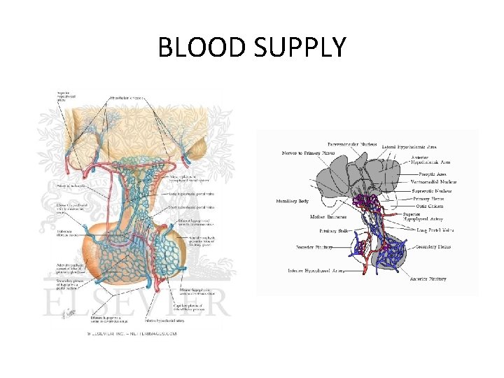 BLOOD SUPPLY 