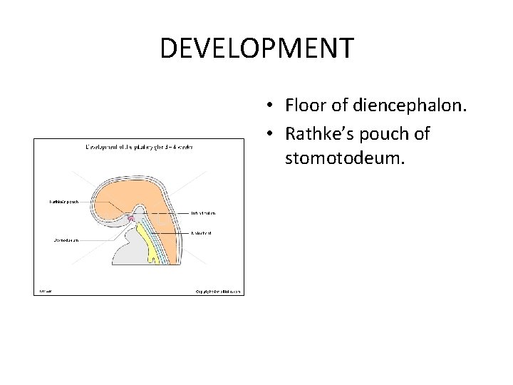 DEVELOPMENT • Floor of diencephalon. • Rathke’s pouch of stomotodeum. 