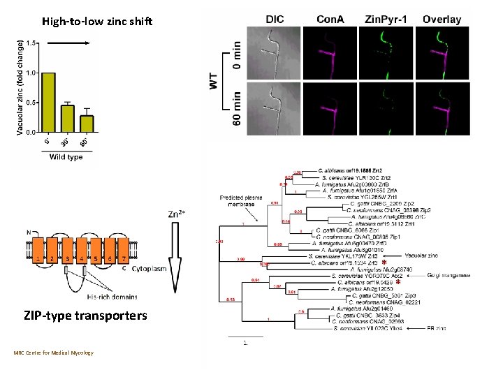 High-to-low zinc shift * * ZIP-type transporters MRC Centre for Medical Mycology 