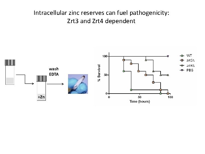 Intracellular zinc reserves can fuel pathogenicity: Zrt 3 and Zrt 4 dependent 
