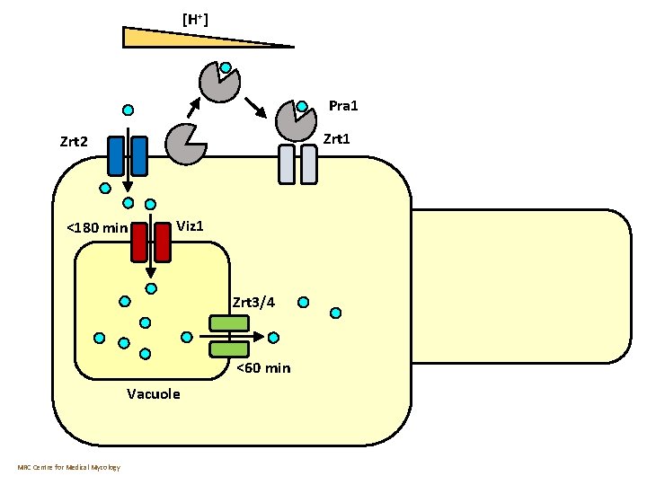 [H+] Pra 1 Zrt 2 <180 min Viz 1 Zrt 3/4 <60 min Vacuole