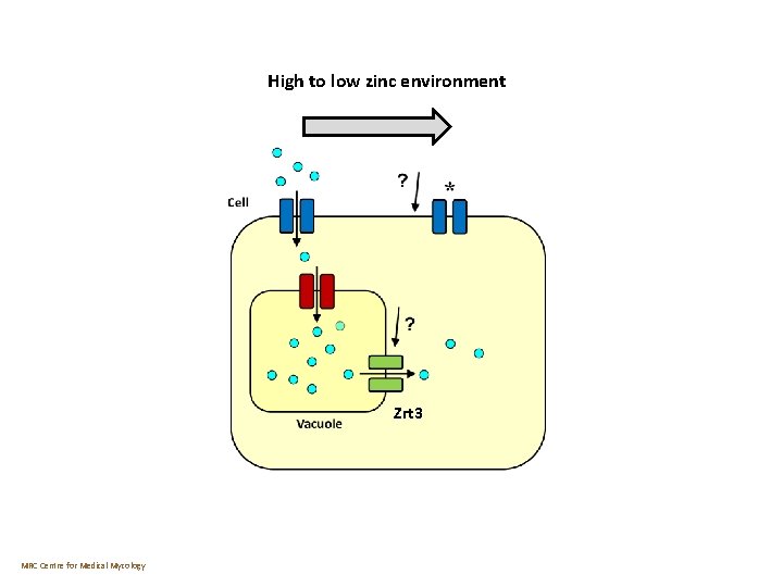 High to low zinc environment Zrt 3 MRC Centre for Medical Mycology 