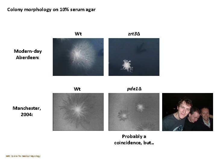 Colony morphology on 10% serum agar Wt zrt 3Δ Wt pde 1Δ Modern-day Aberdeen: