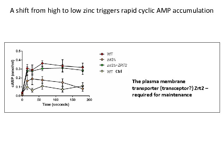 A shift from high to low zinc triggers rapid cyclic AMP accumulation Ctrl The