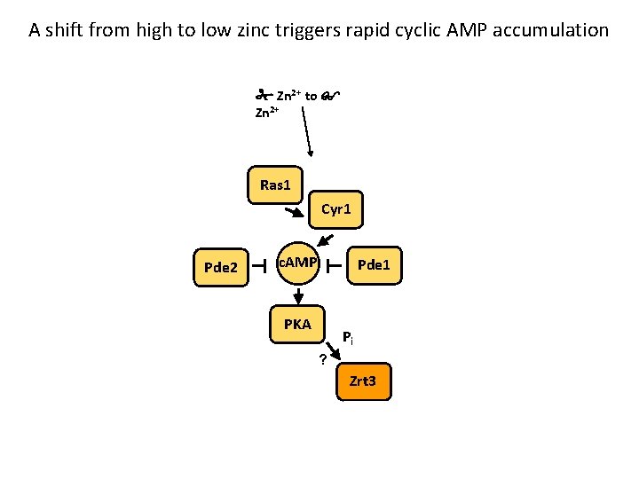 A shift from high to low zinc triggers rapid cyclic AMP accumulation Zn 2+