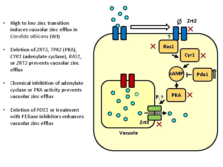 Ø • High to low zinc transition induces vacuolar zinc efflux in Candida albicans