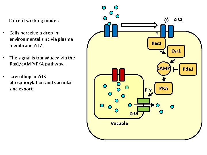 Ø Current working model: • Cells perceive a drop in environmental zinc via plasma
