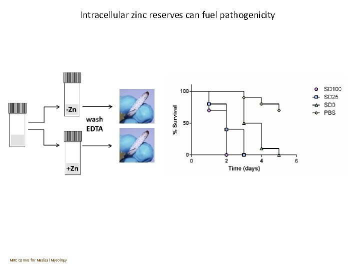 Intracellular zinc reserves can fuel pathogenicity MRC Centre for Medical Mycology 