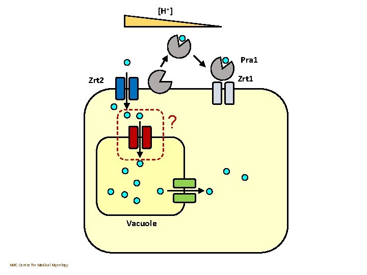 [H+] Pra 1 Zrt 2 ? Vacuole MRC Centre for Medical Mycology 