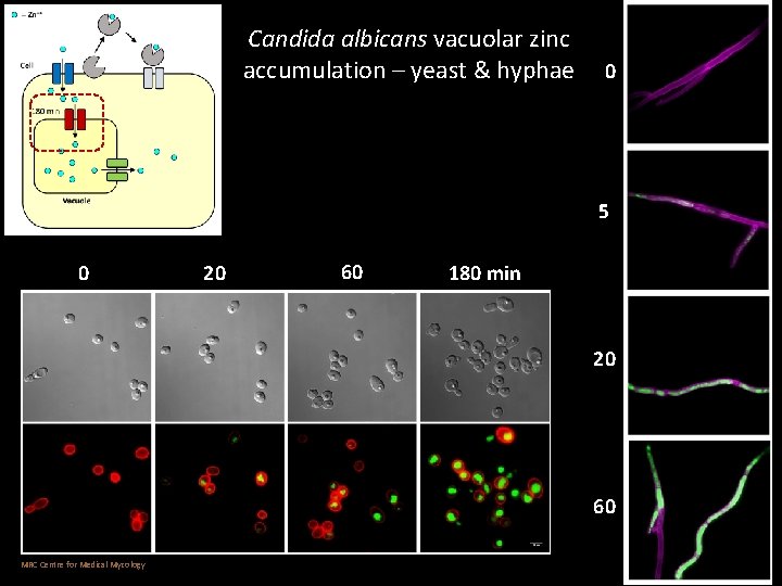 Candida albicans vacuolar zinc accumulation – yeast & hyphae 0 5 0 20 60