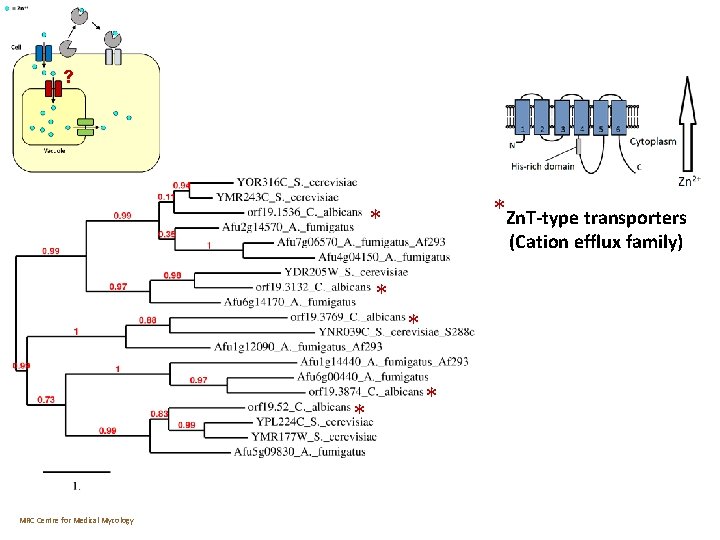 ? * Zn. T-type transporters * (Cation efflux family) * * * MRC Centre