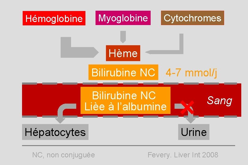 Myoglobine Hémoglobine Cytochromes Hème Bilirubine NC 4 -7 mmol/j Bilirubine NC Lièe à l’albumine