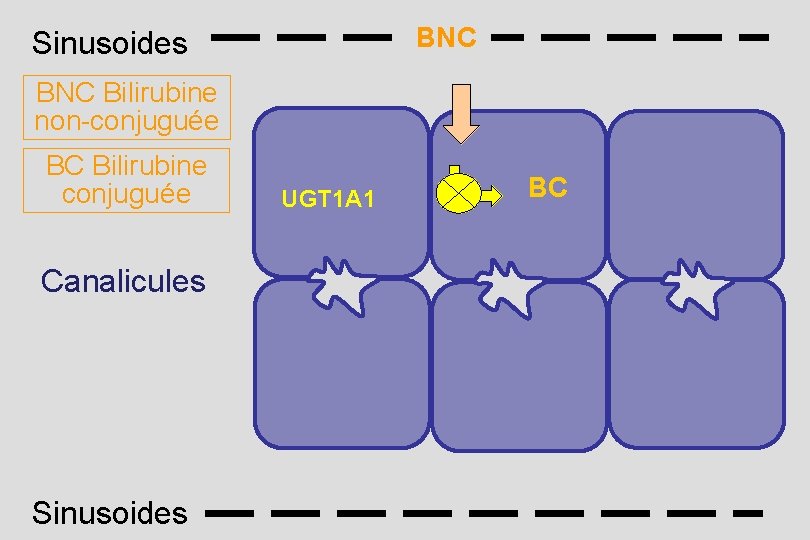 BNC Sinusoides BNC Bilirubine non-conjuguée BC Bilirubine conjuguée Canalicules Sinusoides UGT 1 A 1