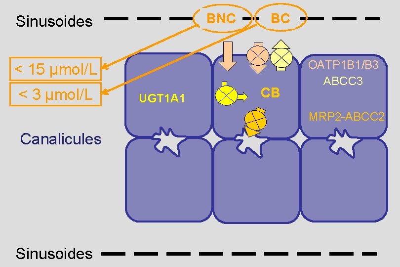 BNC Sinusoides BC < 15 µmol/L < 3 µmol/L UGT 1 A 1 CB