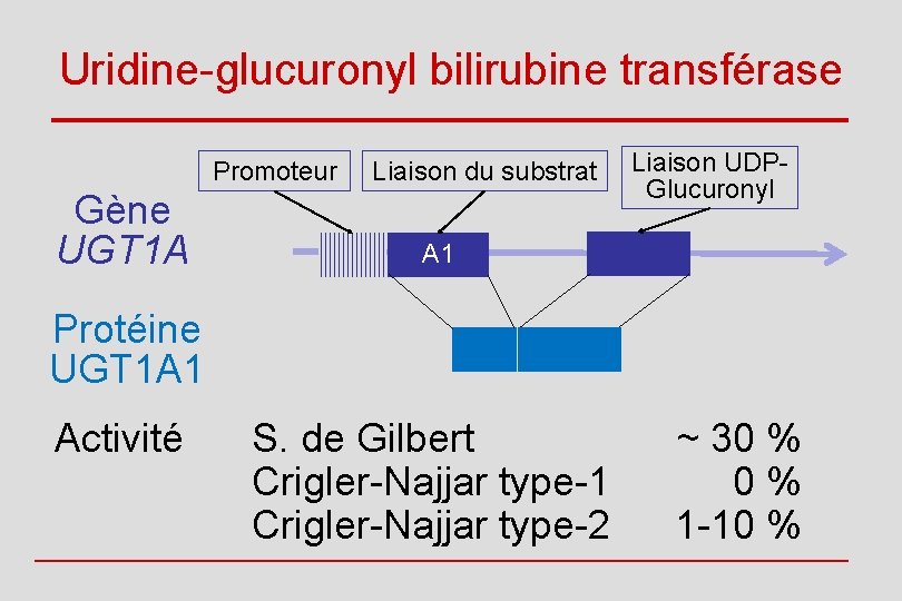 Uridine-glucuronyl bilirubine transférase Promoteur Gène UGT 1 A Liaison du substrat Liaison UDPGlucuronyl A