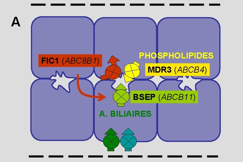 A FIC 1 (ABC 8 B 1) PHOSPHOLIPIDES MDR 3 (ABCB 4) BSEP (ABCB