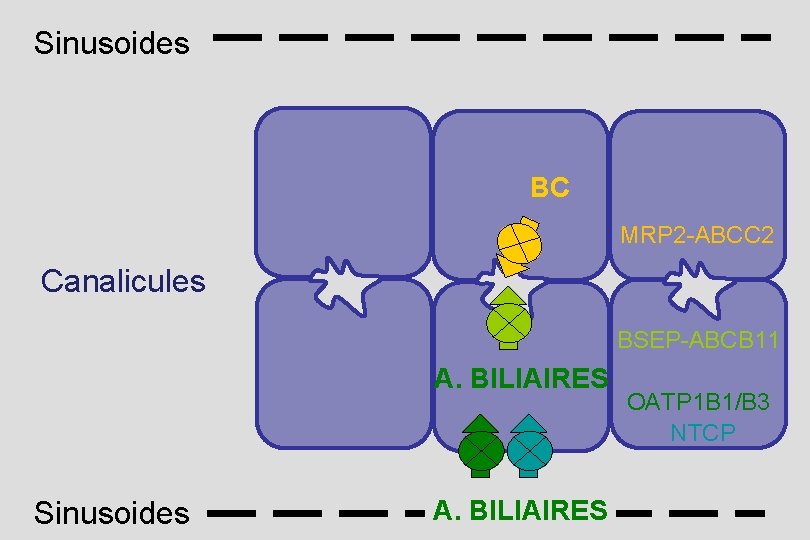 Sinusoides BC MRP 2 -ABCC 2 Canalicules BSEP-ABCB 11 A. BILIAIRES Sinusoides A. BILIAIRES