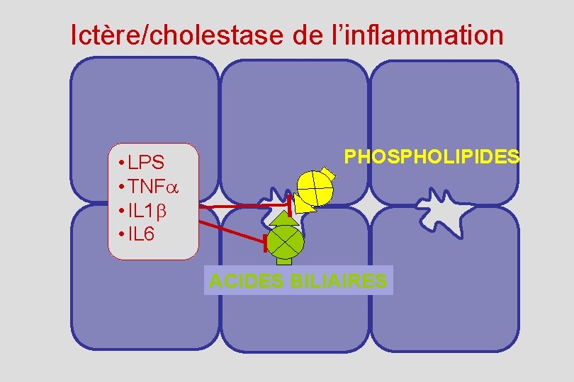 Ictère/cholestase de l’inflammation • LPS • TNFa • IL 1 b • IL 6