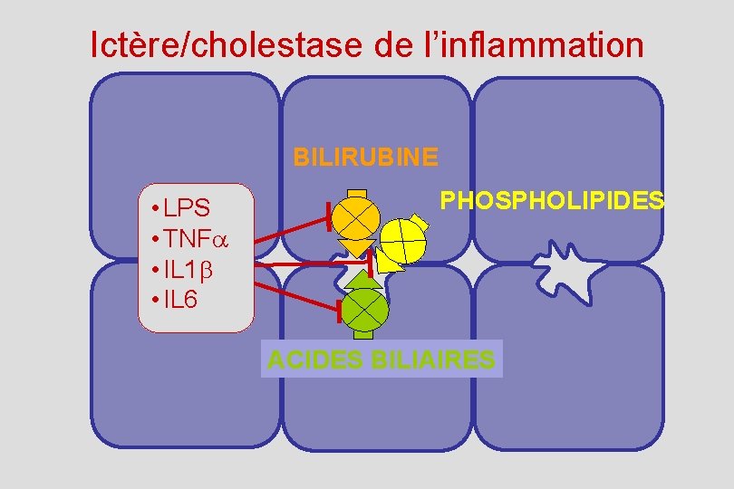 Ictère/cholestase de l’inflammation BILIRUBINE • LPS • TNFa • IL 1 b • IL