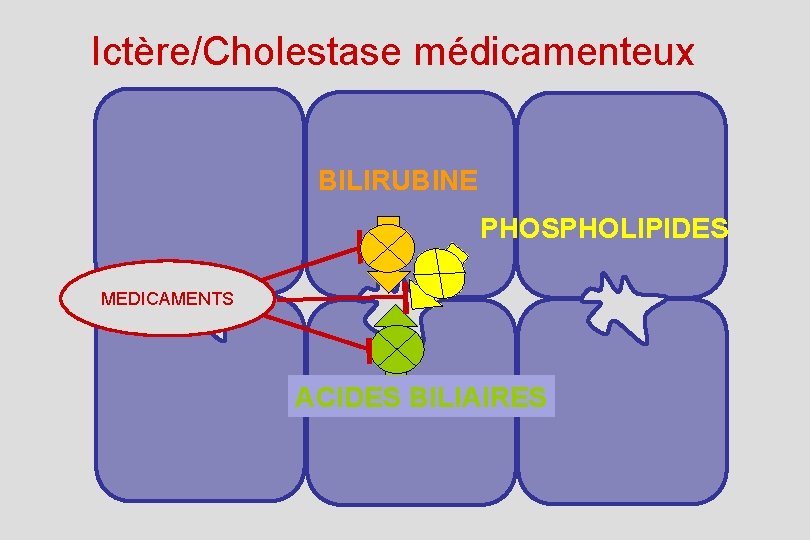 Ictère/Cholestase médicamenteux BILIRUBINE PHOSPHOLIPIDES MEDICAMENTS ACIDES BILIAIRES 