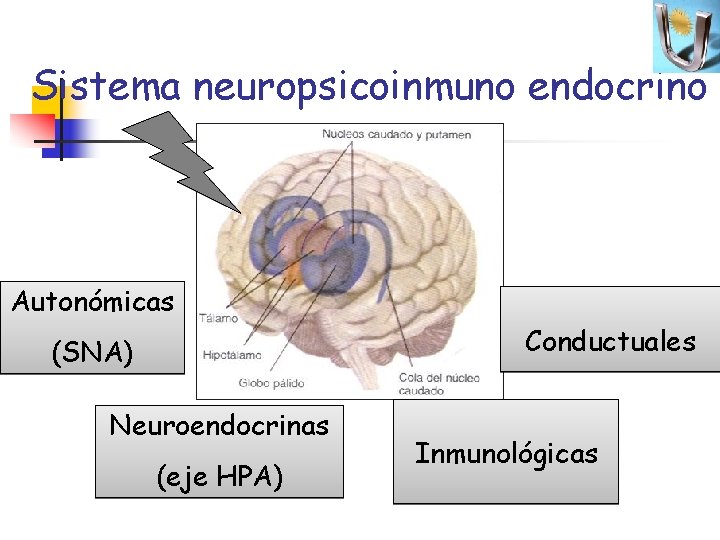 Sistema neuropsicoinmuno endocrino Autonómicas Conductuales (SNA) Neuroendocrinas (eje HPA) Inmunológicas 
