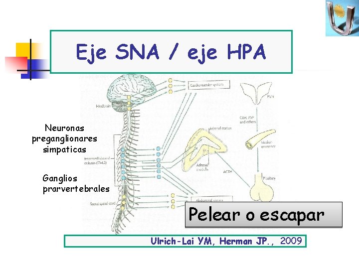 Eje SNA / eje HPA Neuronas preganglionares simpaticas Ganglios prarvertebrales Pelear o escapar Ulrich-Lai